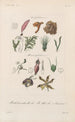 Treatise on General Botany Pl099 - François Hérincq — artwork view