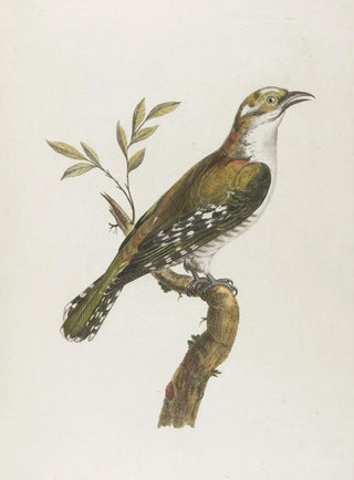 Franois Levaillant - Coulou vert dore.webp