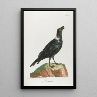 Franois Levaillant - Le corbivan.webp