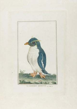 Franois Levaillant - Le manchot aigrette.webp