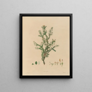 Franz Andreas Bauer - Delineations of exotick plants cultivated in the Royal gardens at Kew Pl14.webp