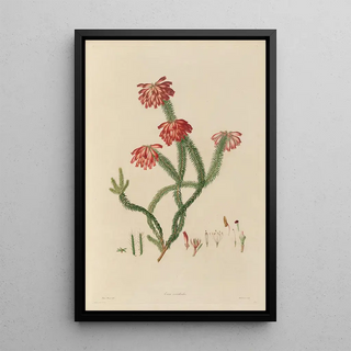 Franz Andreas Bauer - Delineations of exotick plants cultivated in the Royal gardens at Kew Pl30.webp