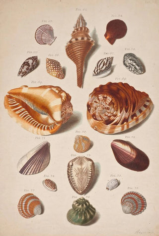 Franz Michael Regenfus - Illustrationsplanche Med Konkylier.webp