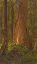 Studie in de bossen van Maine - Frederic Edwin Church — weergave van het kunstwerk