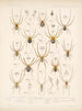 Arachnida Araneidea Pl 01 - Frederick DuCane Godman — artwork view