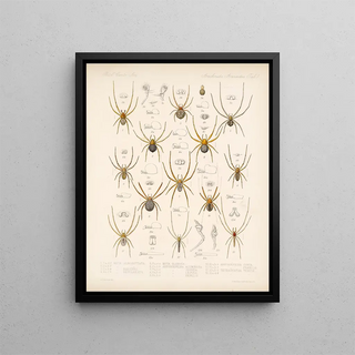 Frederick DuCane Godman - Arachnida Araneidea Pl 01.webp