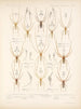 Arachnida Araneidea Pl 02 - Frederick DuCane Godman — artwork view