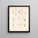 Arachnida Araneidea Pl 02 - Frederick DuCane Godman — framed artwork on a wall