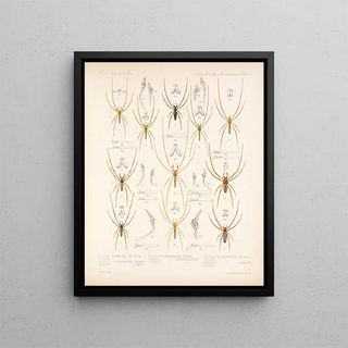 Frederick DuCane Godman - Arachnida Araneidea Pl 02.webp