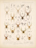 Arachnida Araneidea Pl 03 - Frederick DuCane Godman — artwork view