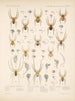 Arachnida Araneidea Pl 05 - Frederick DuCane Godman — weergave van het kunstwerk