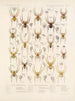 Arachnida Araneidea Pl 07 - Frederick DuCane Godman — artwork view