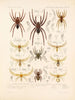 Arachnida Araneidea Pl 12 - Frederick DuCane Godman — weergave van het kunstwerk