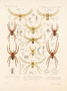 Arachnida Araneidea Pl 13 - Frederick DuCane Godman — artwork view