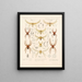 Arachnida Araneidea Pl 13 - Frederick DuCane Godman — framed artwork on a wall