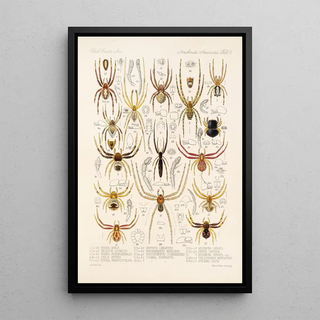 Frederick DuCane Godman - Arachnida Araneidea Pl 15.webp