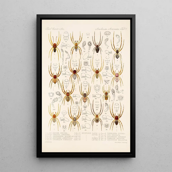Frederick DuCane Godman - Arachnida Araneidea Pl 16.webp