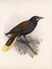 Aves Pl 33 - Frederick Du Cane Godman — weergave van het kunstwerk
