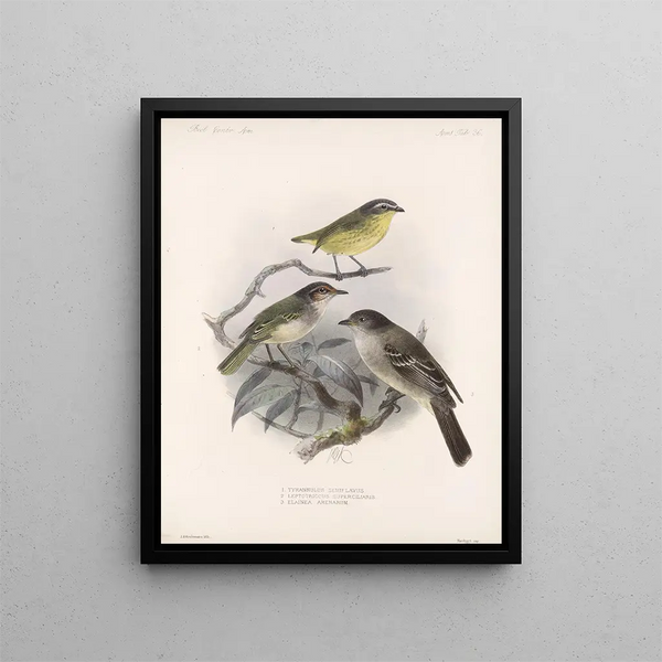 Frederick DuCane Godman - Aves Pl 37.webp