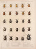 Insecten Kevers Pl 018 - Frederick Du Cane Godman — weergave van het kunstwerk