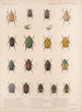 Insecten Kevers Pl 021 - Frederick Du Cane Godman — weergave van het kunstwerk