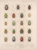 Insecten Kevers Pl 022 - Frederick Du Cane Godman — weergave van het kunstwerk