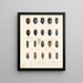 Insecten Kevers Pl 064 - Frederick Du Cane Godman — ingelijst kunstwerk aan de muur