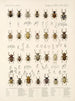 Insecten Kevers Pl 160 - Frederick Du Cane Godman — weergave van het kunstwerk