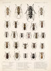 Insecta Coleoptera Pl 228 - Frederick DuCane Godman — weergave van het kunstwerk