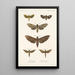 Insecta Lepidoptera Heterocera Pl 002 - Frederick DuCane Godman — ingelijst kunstwerk aan de muur