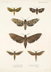 Insecta Lepidoptera Heterocera Pl 002 - Frederick DuCane Godman — weergave van het kunstwerk