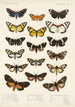 Insecta Lepidoptera Heterocera Pl 011 - Frederick DuCane Godman — weergave van het kunstwerk