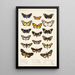 Insecta Lepidoptera Heterocera Pl 011 - Frederick DuCane Godman — ingelijst kunstwerk aan de muur