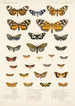 Insecta Lepidoptera Heterocera Pl 012 - Frederick DuCane Godman — weergave van het kunstwerk