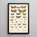 Insecta Lepidoptera Heterocera Pl 012 - Frederick DuCane Godman — ingelijst kunstwerk aan de muur