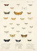 Insecta Lepidoptera Heterocera Pl 013 - Frederick DuCane Godman — weergave van het kunstwerk