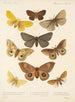 Insecta Lepidoptera Heterocera Pl 016 - Frederick DuCane Godman — weergave van het kunstwerk