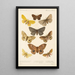 Insecta Lepidoptera Heterocera Pl 016 - Frederick DuCane Godman — ingelijst kunstwerk aan de muur