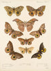 Insecta Lepidoptera Heterocera Pl 017 - Frederick DuCane Godman — weergave van het kunstwerk
