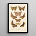 Insecta Lepidoptera Heterocera Pl 017 - Frederick DuCane Godman — ingelijst kunstwerk aan de muur