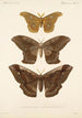 Insecta Lepidoptera Heterocera Pl 019 - Frederick DuCane Godman — weergave van het kunstwerk