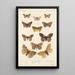 Insecta Lepidoptera Heterocera Pl 020 - Frederick DuCane Godman — ingelijst kunstwerk aan de muur