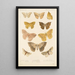 Insecta Lepidoptera Heterocera Pl 021 - Frederick DuCane Godman — ingelijst kunstwerk aan de muur