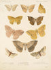 Insecta Lepidoptera Heterocera Pl 021 - Frederick DuCane Godman — weergave van het kunstwerk