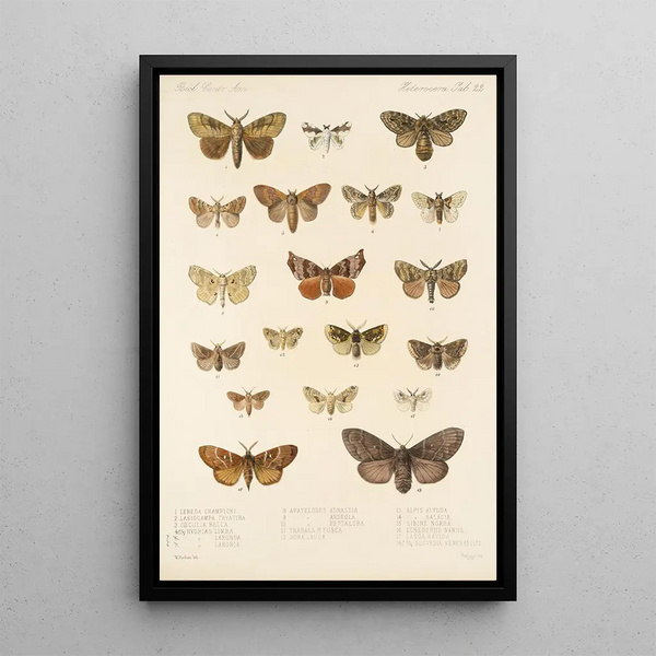 Frederick DuCane Godman - Insecta LepidopteraHeterocera Pl 022.webp