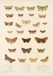 Insecta Lepidoptera Heterocera Pl 023 - Frederick DuCane Godman — weergave van het kunstwerk