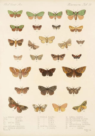 Frederick DuCane Godman - Insecta LepidopteraHeterocera Pl 023.webp
