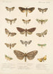 Insecta Lepidoptera Heterocera Pl 025 - Frederick DuCane Godman — weergave van het kunstwerk