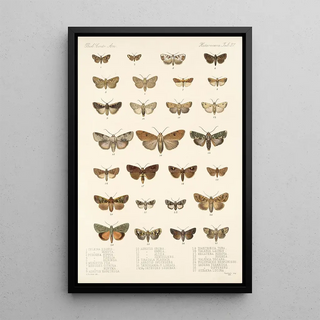 Frederick DuCane Godman - Insecta LepidopteraHeterocera Pl 027.webp