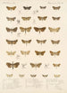 Insecta Lepidoptera Heterocera Pl 040 - Frederick DuCane Godman — weergave van het kunstwerk
